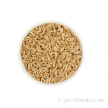 Recette de farine d&#39;avoine dans le rizière